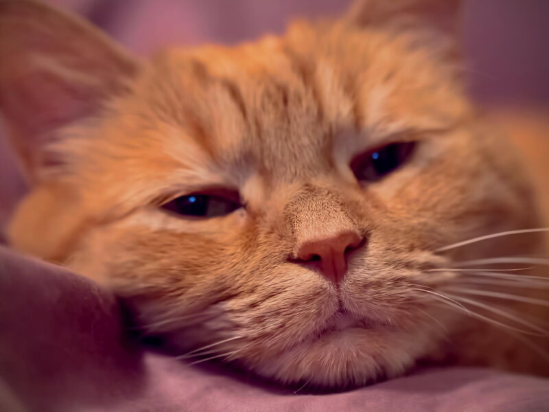 Orange Cat Resting — Calm