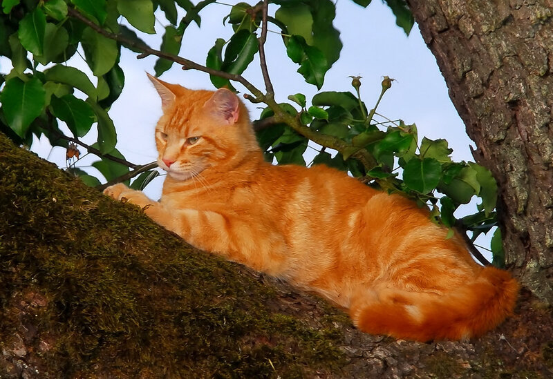 Orange cat resting in a tree