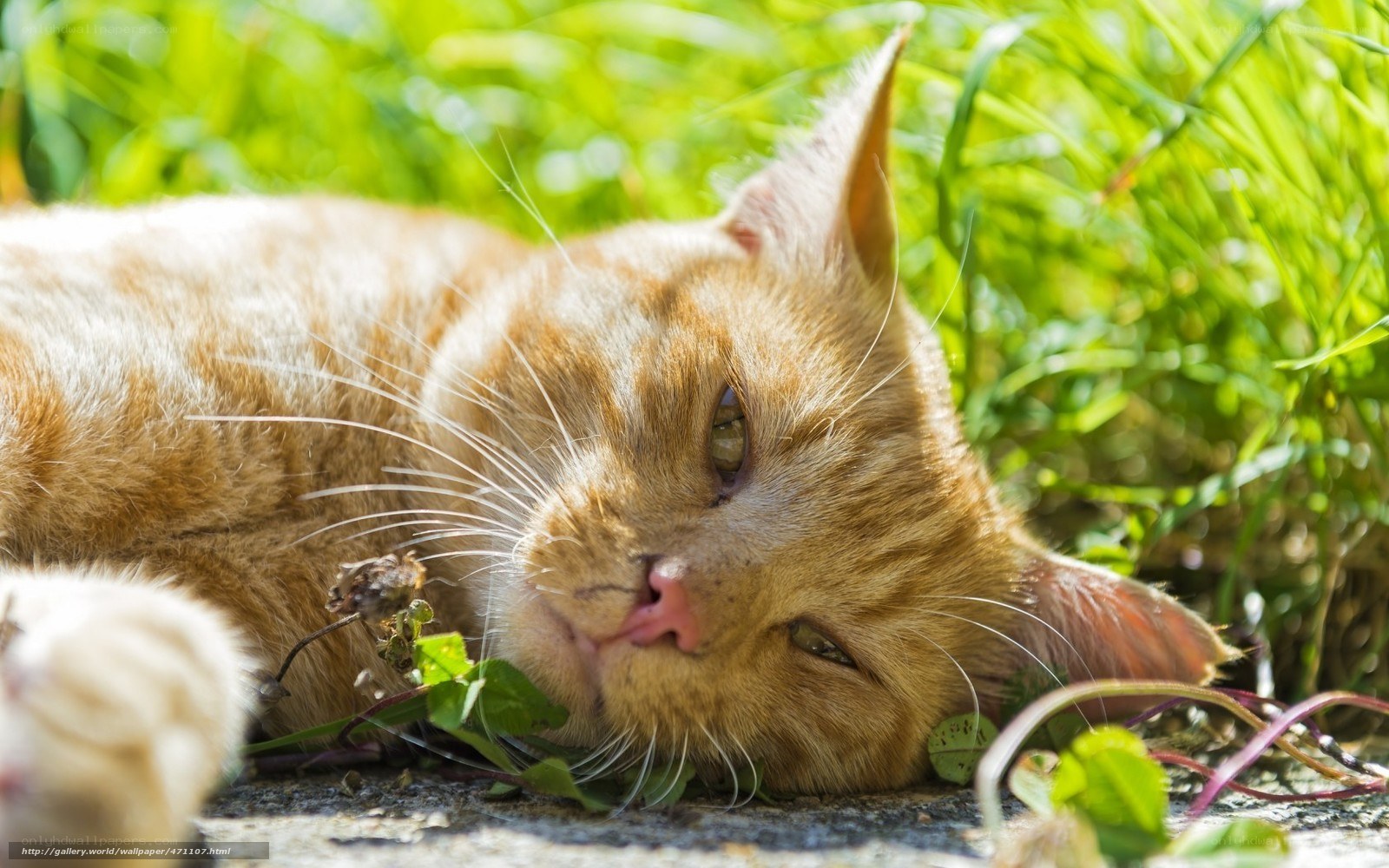 Orange cat resting in grass