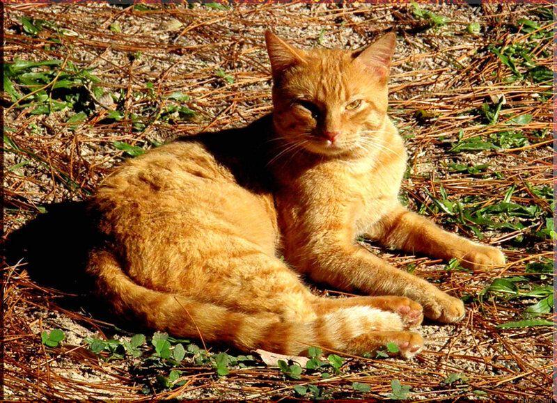 Orange cat resting in sunlight