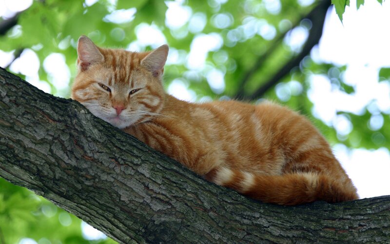Orange cat resting in tree