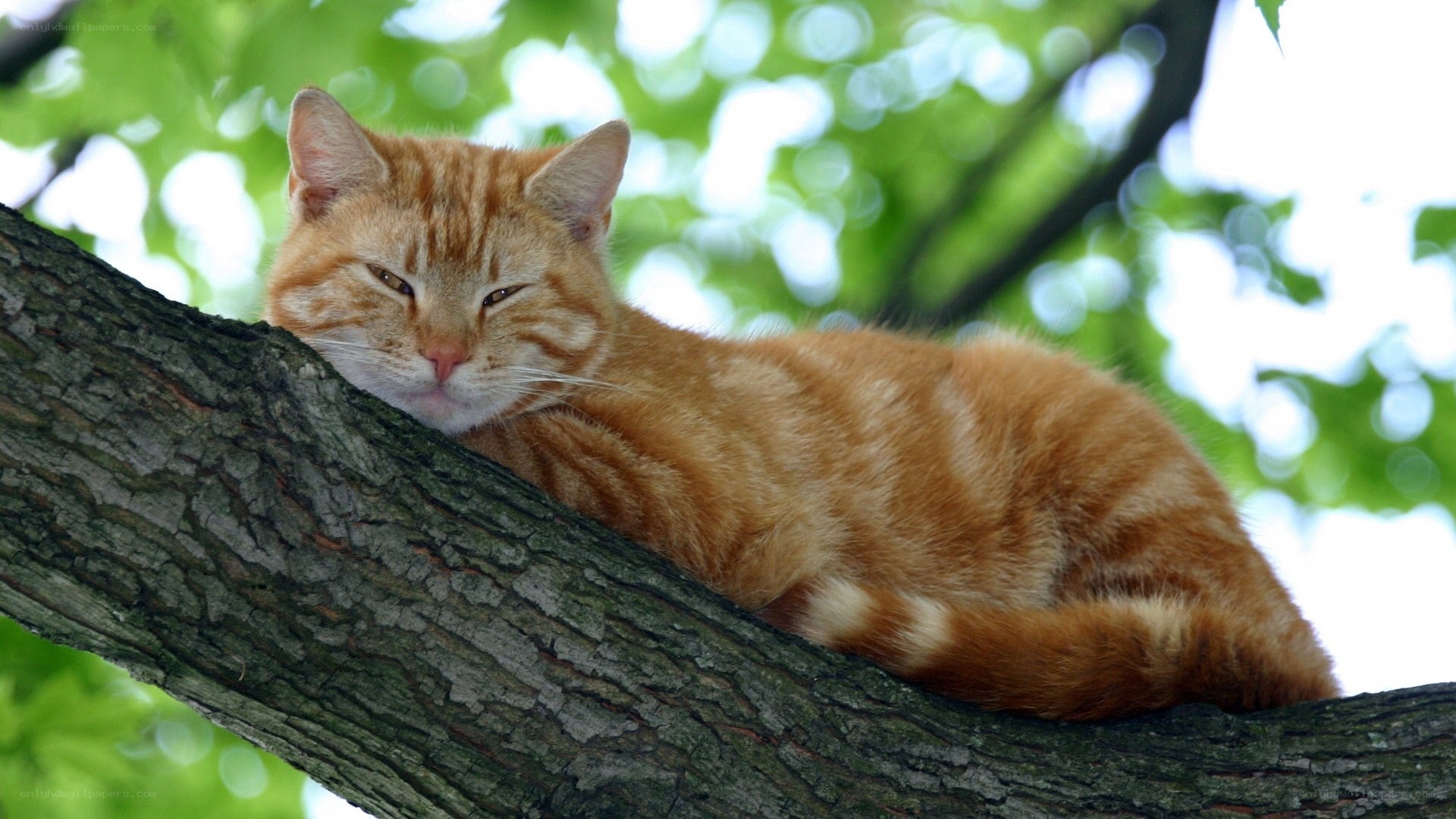 Orange cat resting in tree