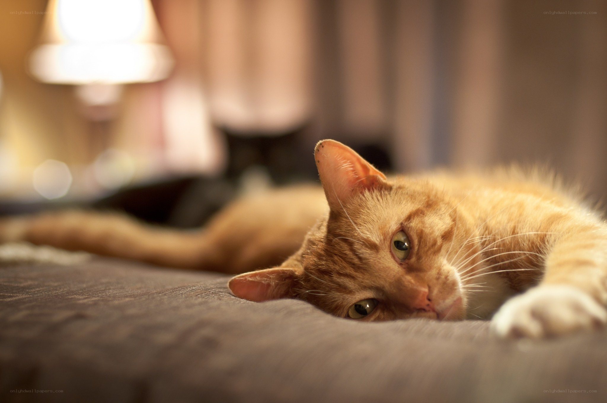 orange cat resting on bed