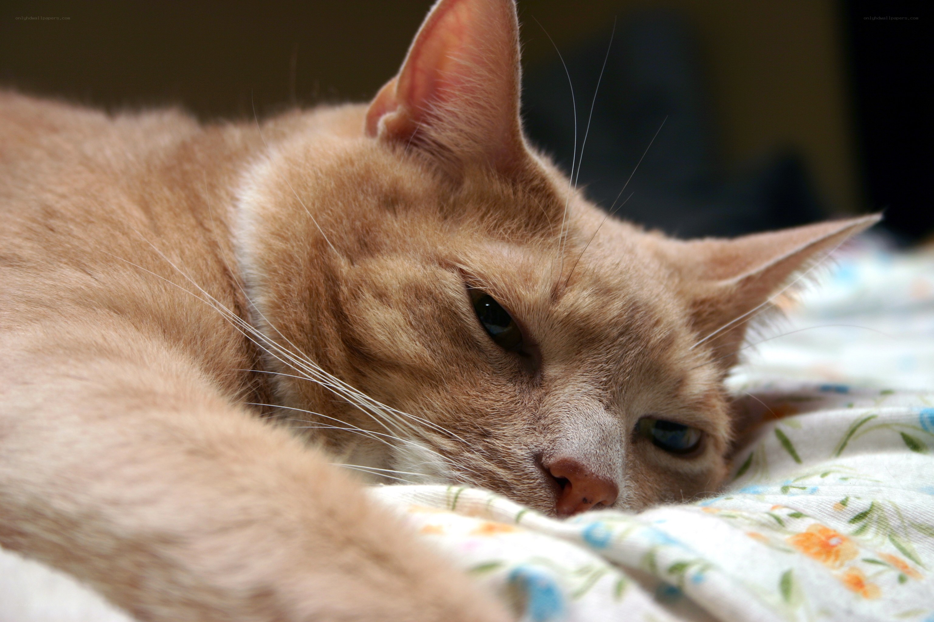 orange cat resting on blanket