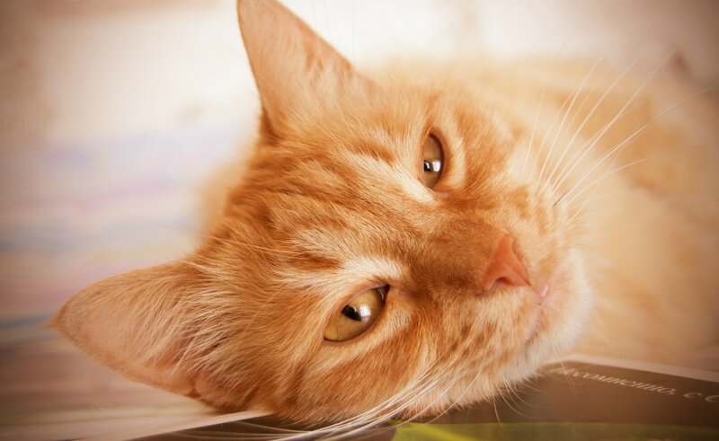 orange cat resting on book