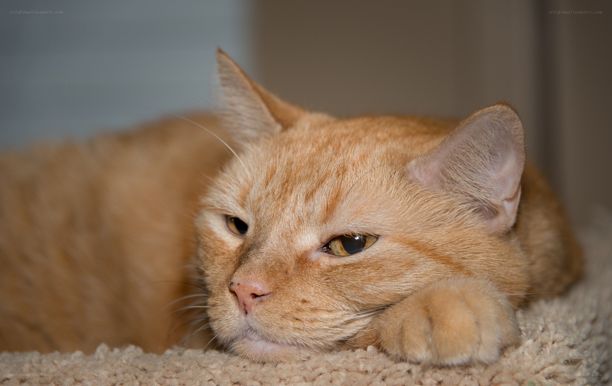 orange cat resting on carpet