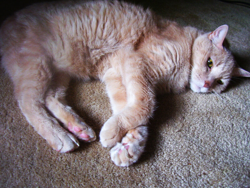 orange cat resting on carpet