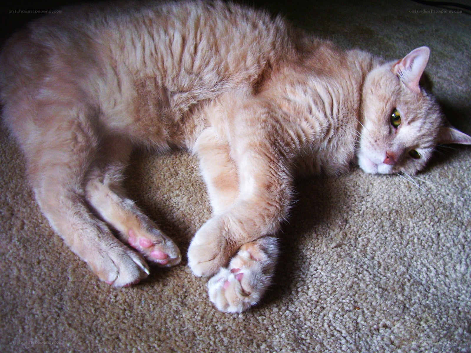 orange cat resting on carpet