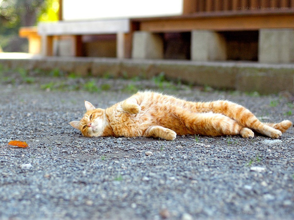 Orange cat resting on gravel