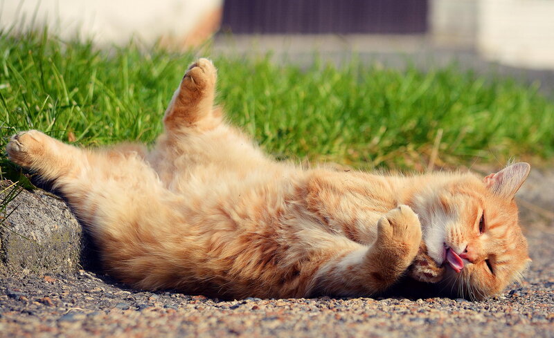 Orange Cat Rolling