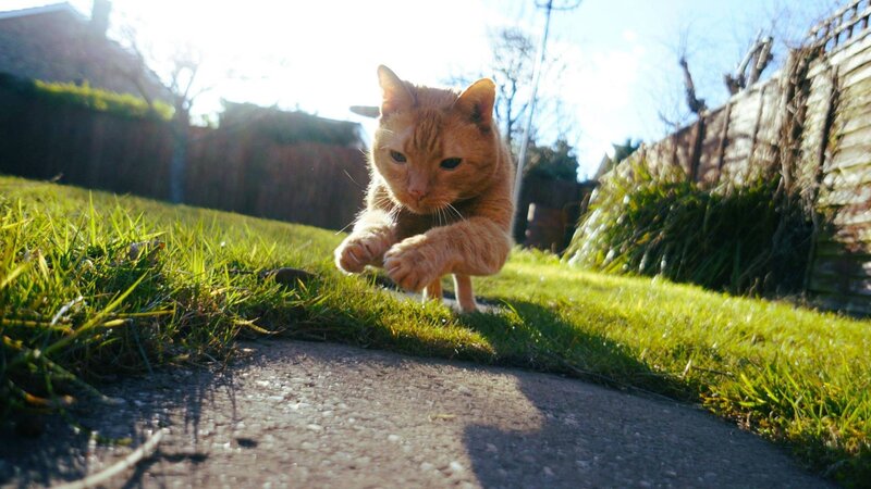 orange cat running on grass