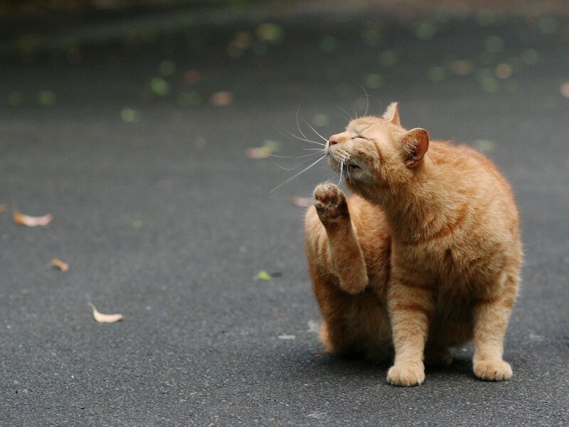 orange cat scratching head