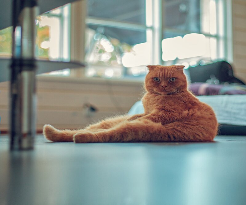 Orange Cat Sitting — Calm