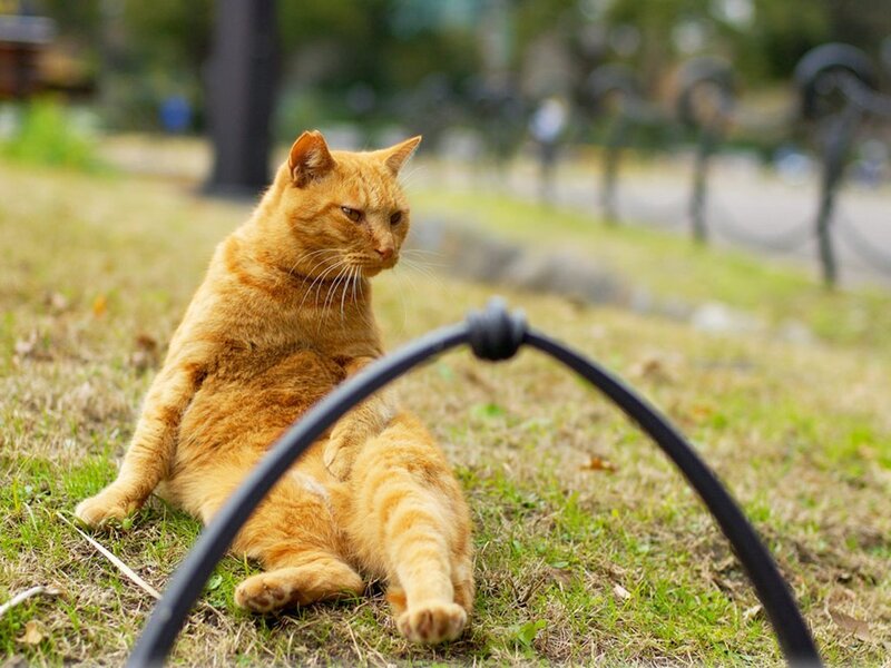 Orange cat sitting on grass