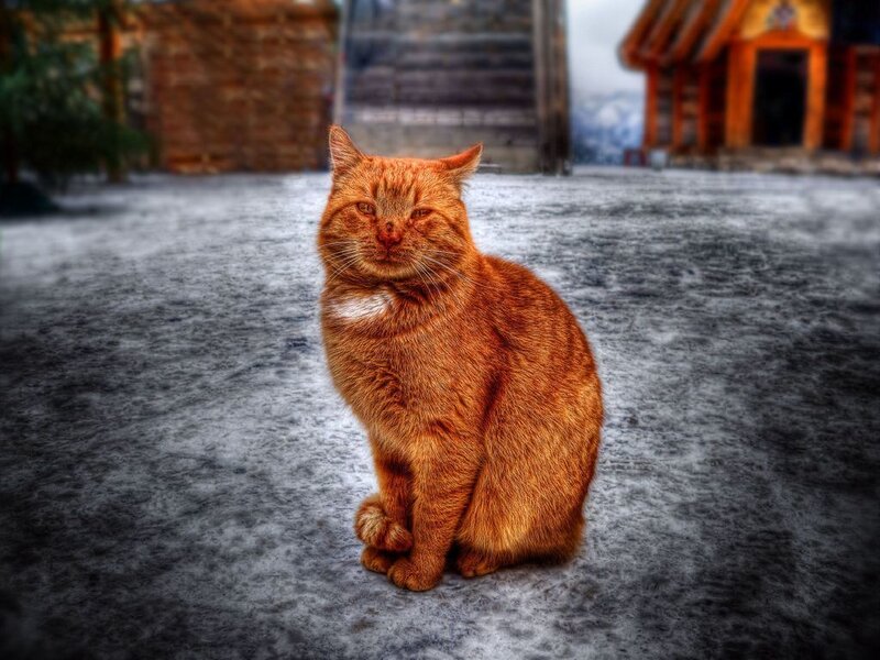 orange cat sitting on pavement