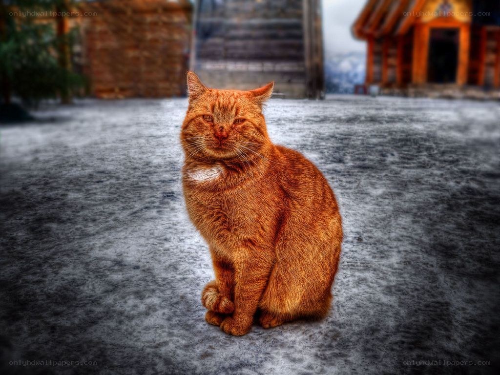 orange cat sitting on pavement