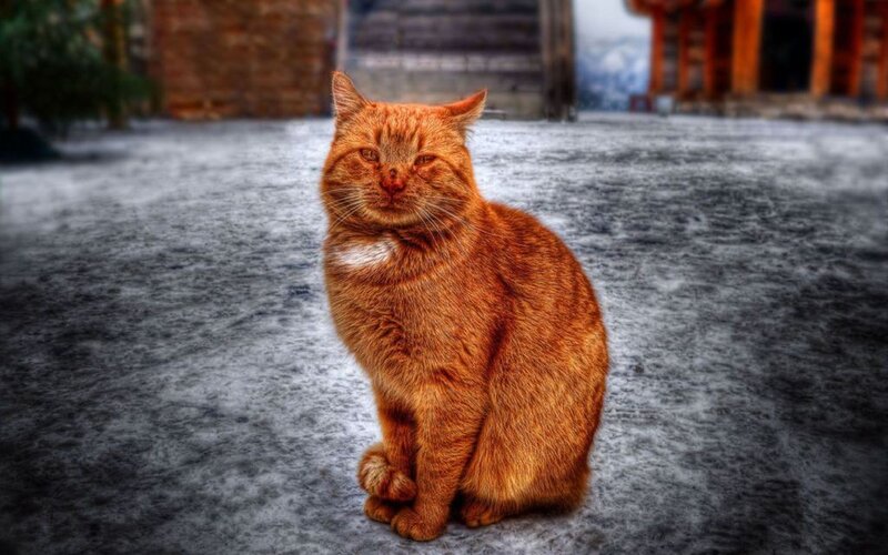 orange cat sitting on pavement