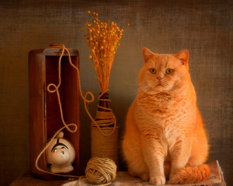 Orange Cat Sitting