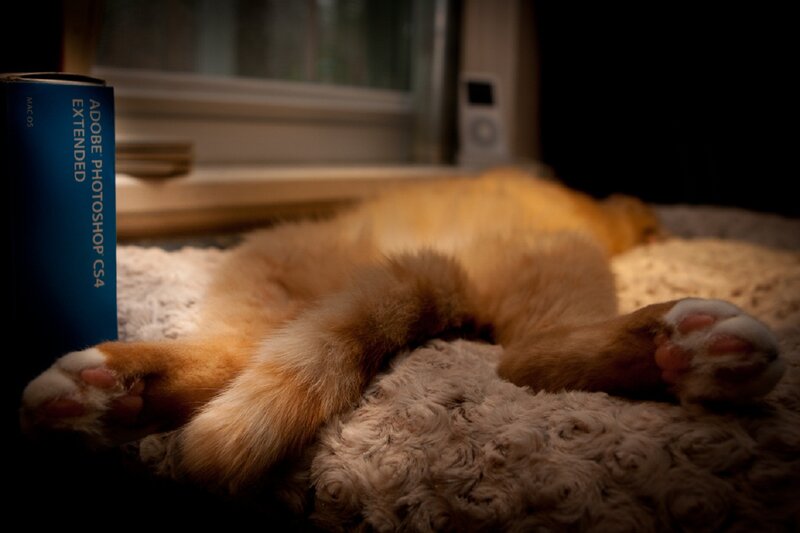Orange Cat Sleeping — Brown, Calm