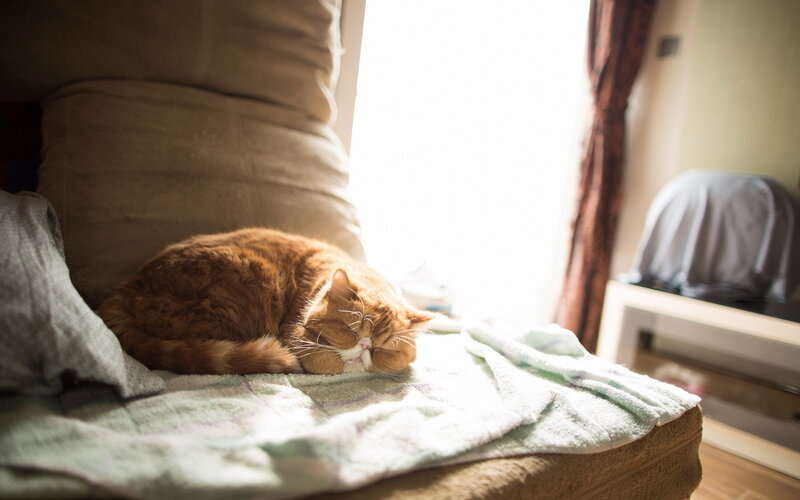 Orange Cat Sleeping — Brown, Serene