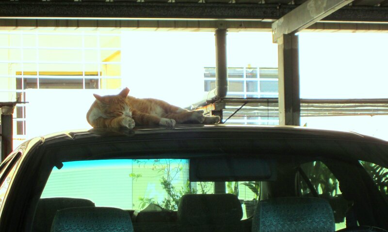 Orange Cat Sleeping — Calm, Afternoon