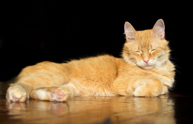 Orange Cat Sleeping — Calm, Photograph, Floor