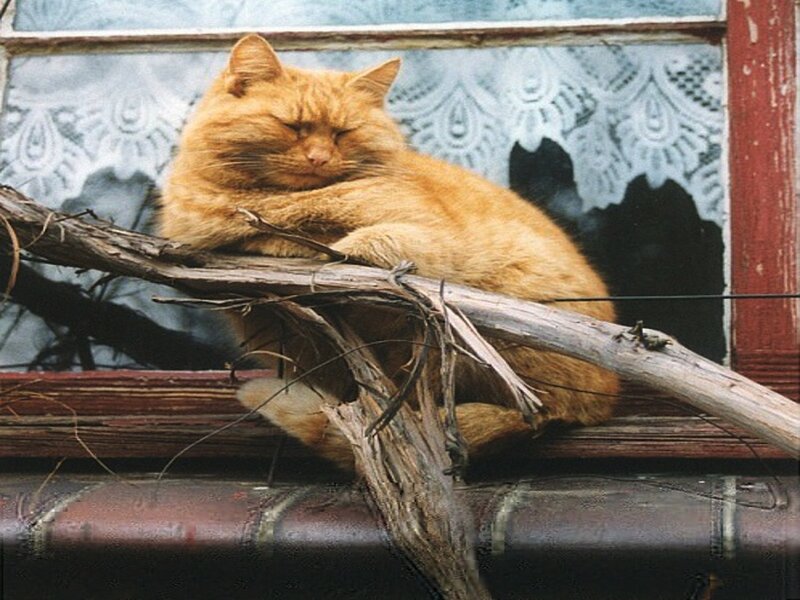 Orange Cat Sleeping — Calm, Photograph