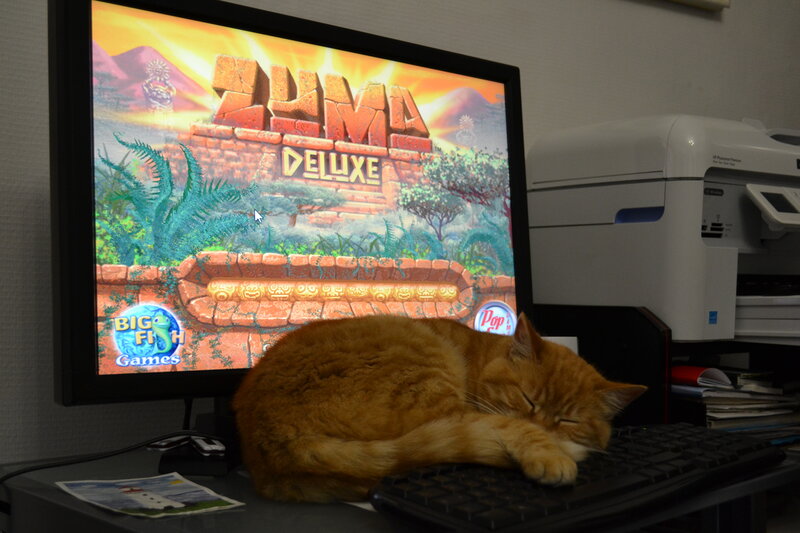 Orange Cat Sleeping — Calm