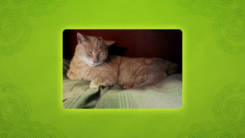 Orange Cat Sleeping — Green, Calm