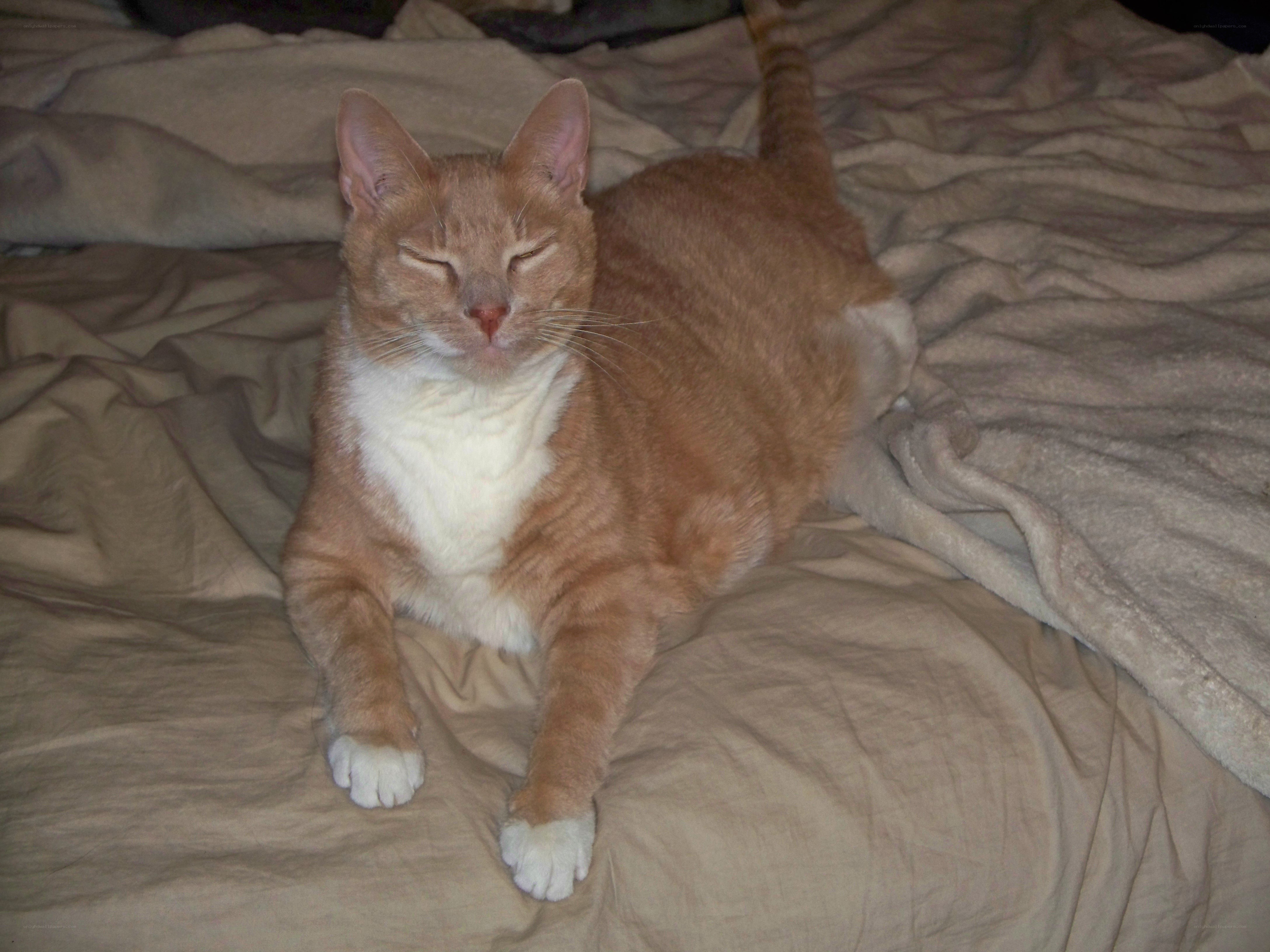 Orange cat sleeping on bed