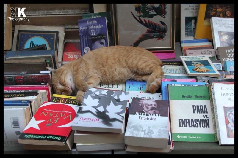 Orange Cat Sleeping on Books