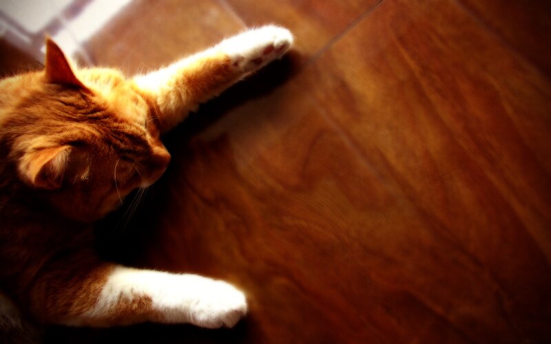 orange cat sleeping on floor