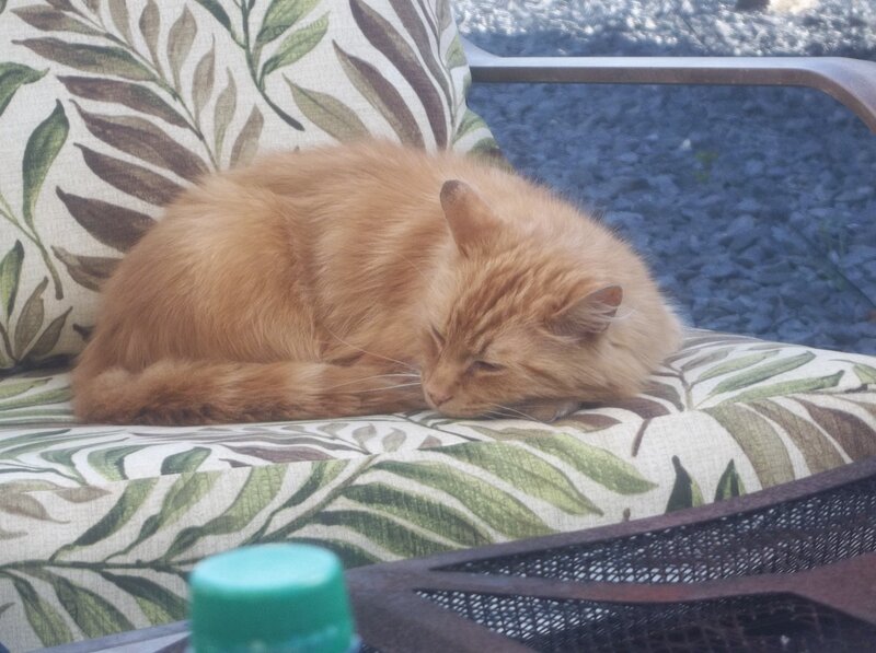 Orange Cat Sleeping — Peaceful, Afternoon, Photograph, Cushion