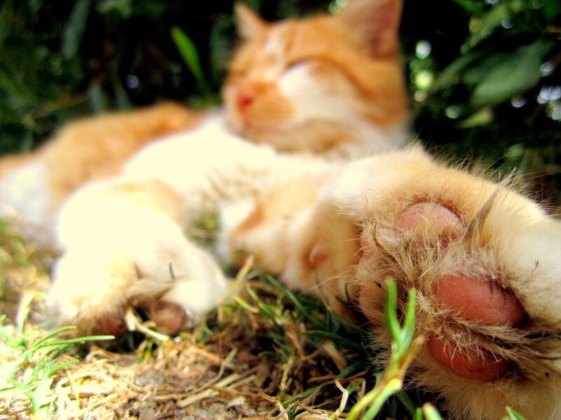 Orange Cat Sleeping — Peaceful, Afternoon, Photograph, Grass