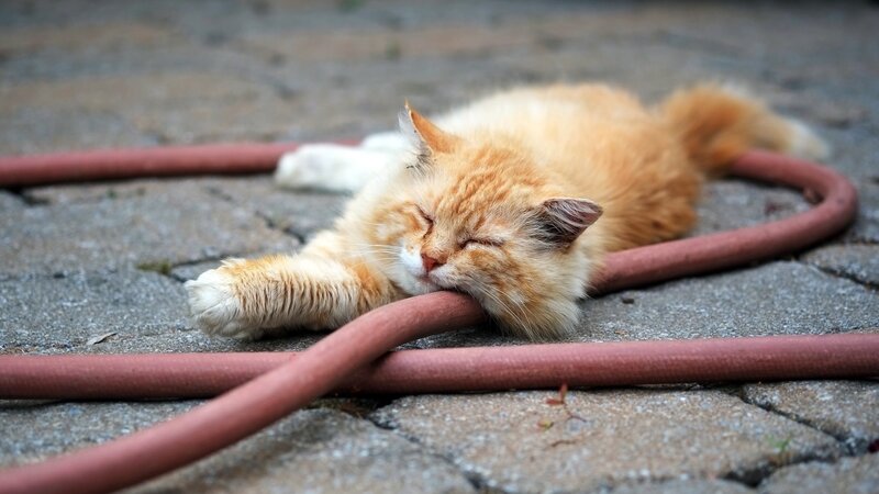 Orange Cat Sleeping — Peaceful, Afternoon, Photograph, Hose, Pavement
