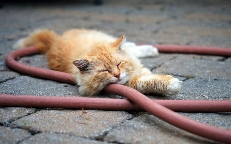 Orange Cat Sleeping — Peaceful, Afternoon, Photograph