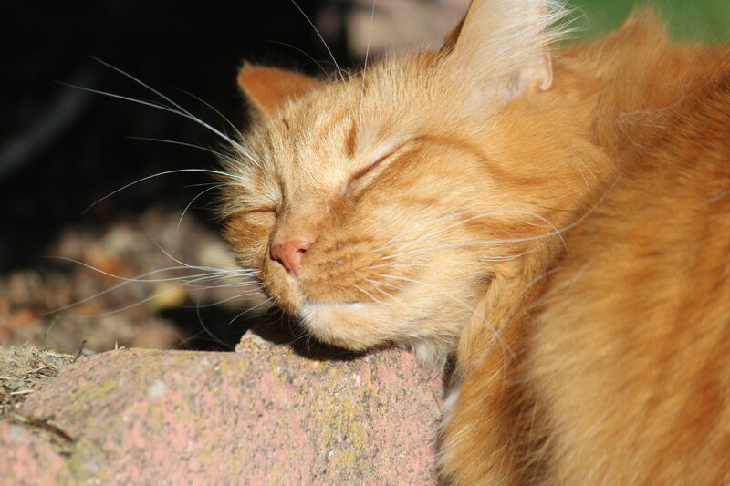 Orange Cat Sleeping — Peaceful, Afternoon