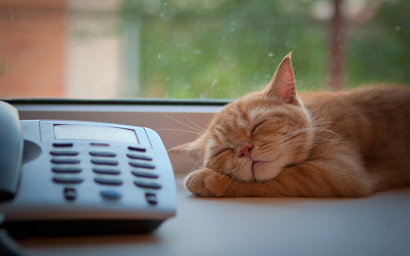 Orange Cat Sleeping — Peaceful, Morning, Photograph