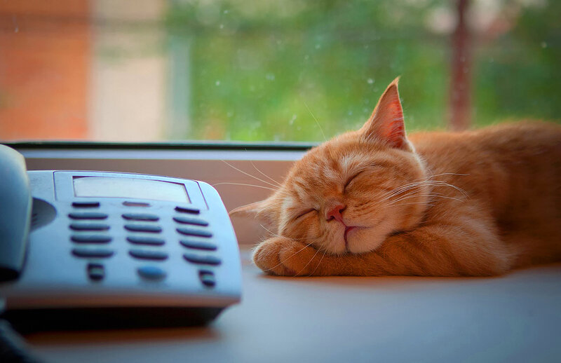 Orange Cat Sleeping — Peaceful, Morning