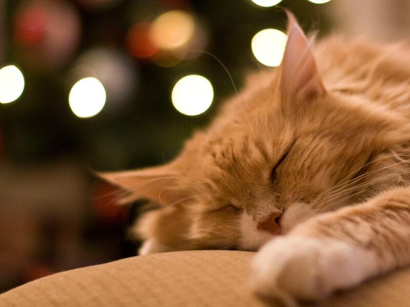 Orange Cat Sleeping — Peaceful, Night