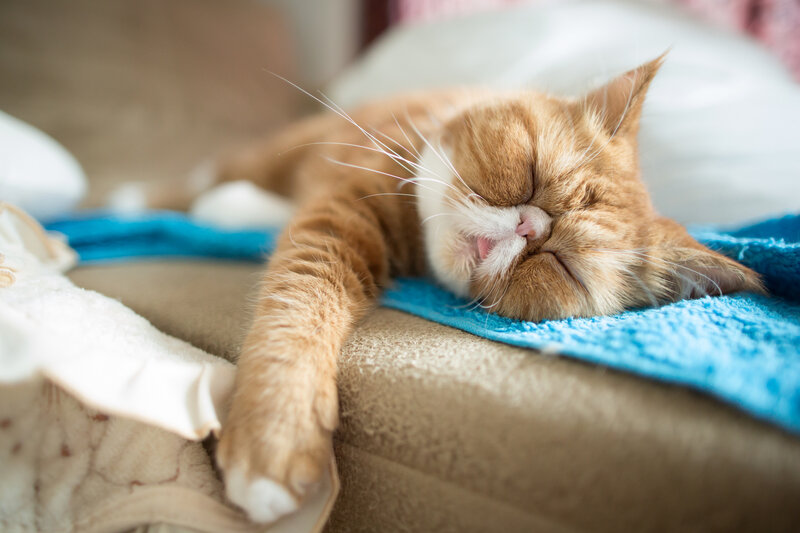 Orange Cat Sleeping — Peaceful, Photograph, Blanket, Couch