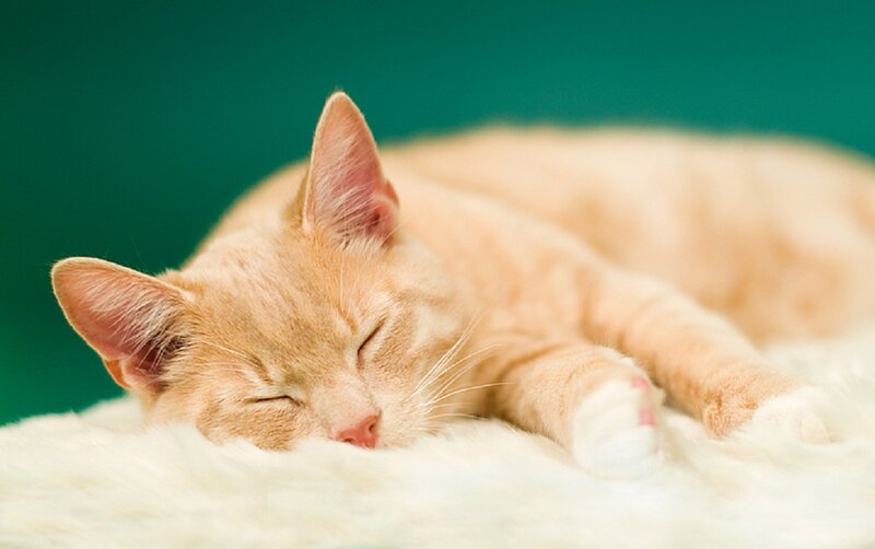 Orange Cat Sleeping — Peaceful, Photograph, Blanket