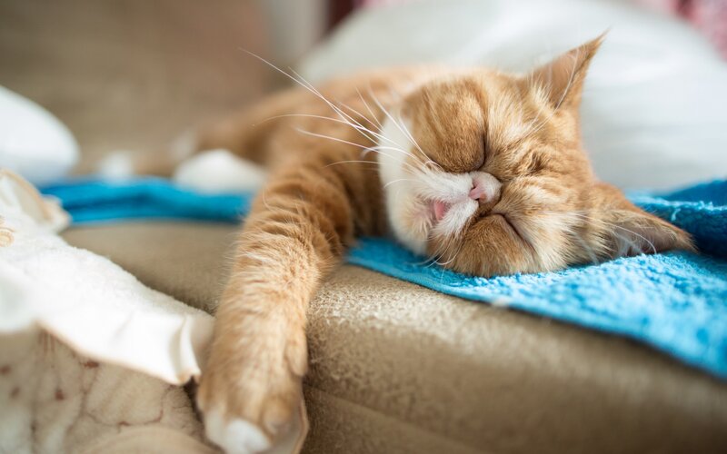 Orange Cat Sleeping — Peaceful, Photograph, Blue Towel