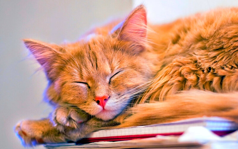 Orange Cat Sleeping — Peaceful, Photograph, Book