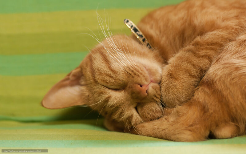 Orange Cat Sleeping — Peaceful, Photograph, Collar