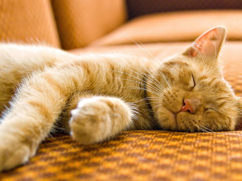 Orange Cat Sleeping — Peaceful, Photograph, Couch