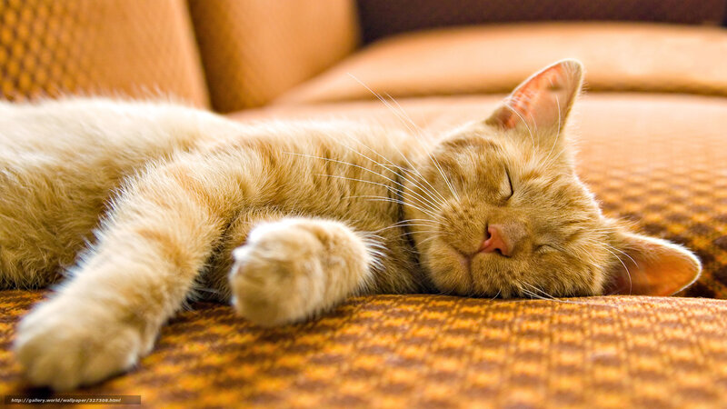 Orange Cat Sleeping — Peaceful, Photograph, Couch, Whiskers
