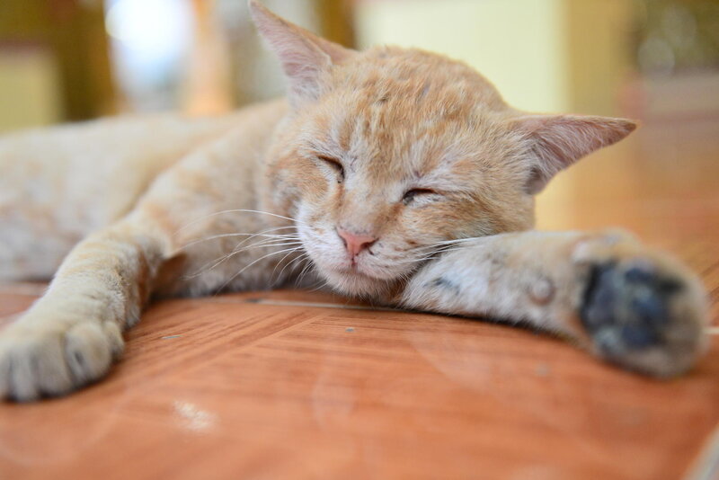 Orange Cat Sleeping — Peaceful, Photograph, Floor