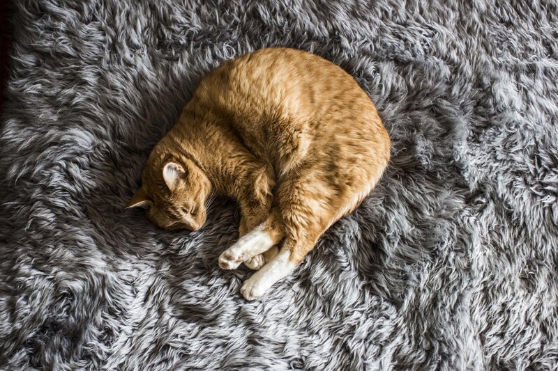 Orange Cat Sleeping — Peaceful, Photograph, Fluffy Rug