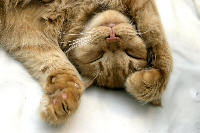 Orange Cat Sleeping — Peaceful, Photograph, Paws
